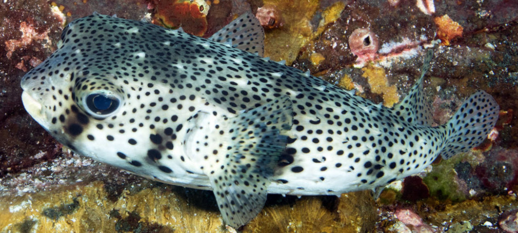 Chilomycterus reticulatus_05.jpg